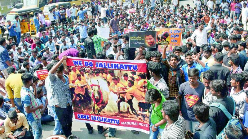 Hundreds of youths gathered from southern districts to take part in a protest demanding the Centre lift the ban on Jallikattu, in Madurai on Tuesday. (Photo: PTI)