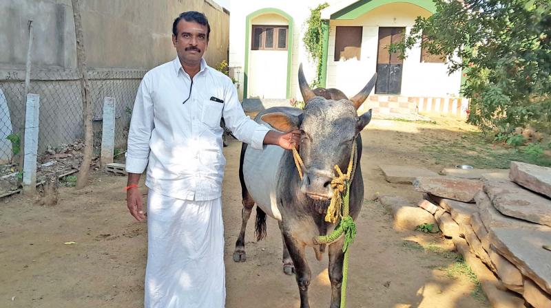 Ganapathi Iyer from Avaniyapuram with his bull which will  enter the Vadivasal first during jallikattu on Sunday (Photo: DC)