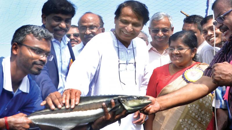 Union Commerce Minister Suresh Prabhu who arrived for the inauguration of the multi-species aquaculture complex of MPEDA at Vallarpadam in Kochi on Saturday touching the fish Cobia(Motha) . State Fisheries Minister J Mercykutty Amma is also seen   (Photo: Sunoj ninan mathew)