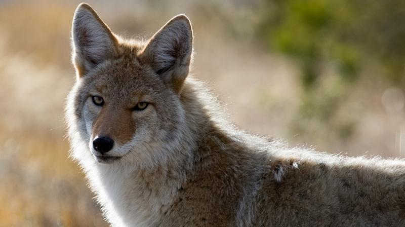 Police say the man was in his yard when he saw the coyote and approached it.  (Photo: Pixabay)