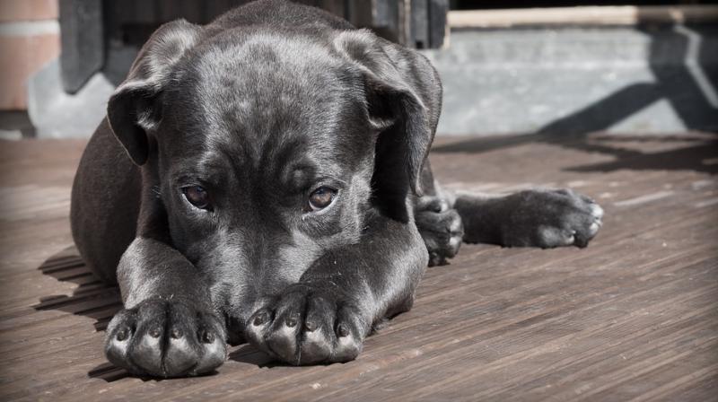The Delta Animal Shelter shared a letter on Facebook from the family of Peanut, an abused dog that arrived at the shelter nearly a year ago. (Photo: Pixabay)