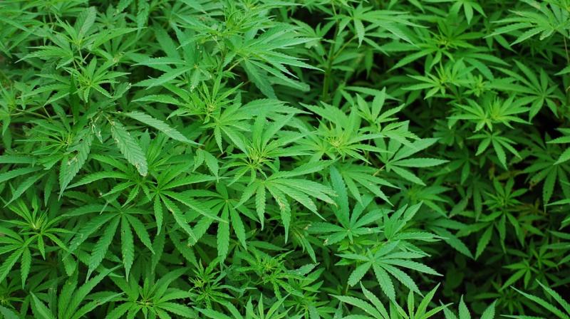 Marijuana plant. (Photo: Pixabay)