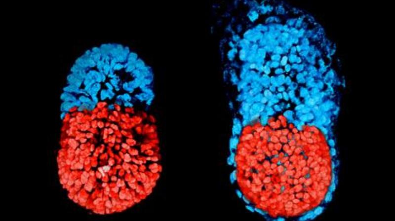 Scientists at the University of Cambridge have managed to create a structure resembling a mouse embryo in culture, using two types of stem cells the bodys master cells and a 3D scaffold on which they can grow. (Image: University of Cambridge) Scientists at the University of Cambridge have managed to create a structure resembling a mouse embryo in culture, using two types of stem cells the bodys master cells and a 3D scaffold on which they can grow. (Image: University of Cambridge)