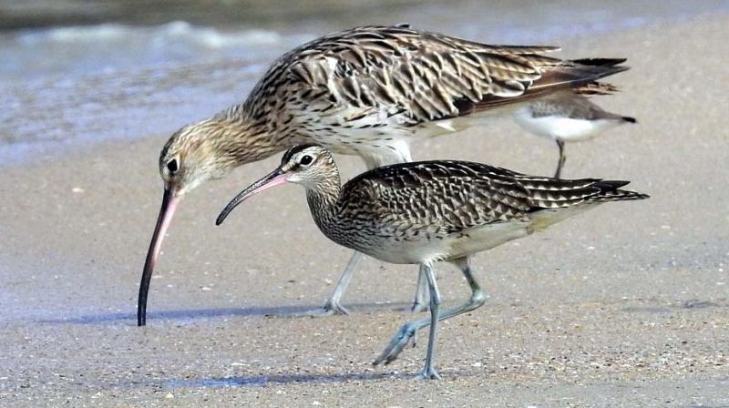 Eurasian Curlew and Whimbrel