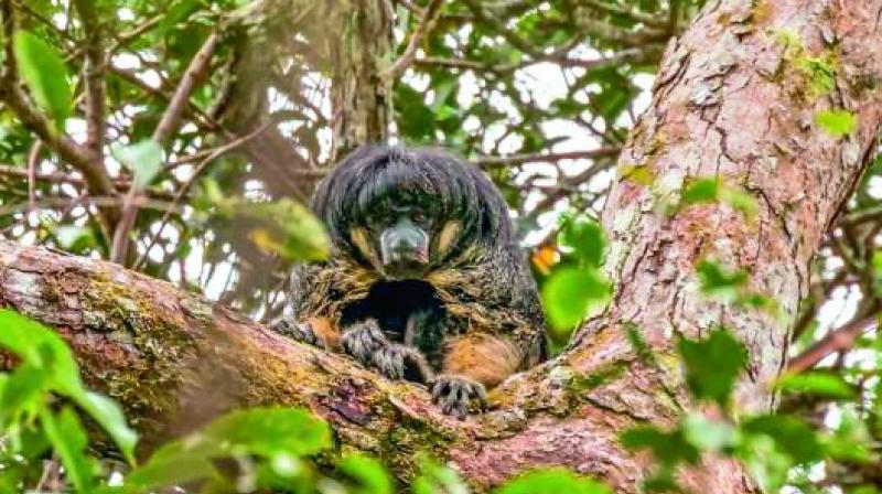 The Vanzolini bald-faced saki with shaggy black hair and golden legs was first seen in 1936.