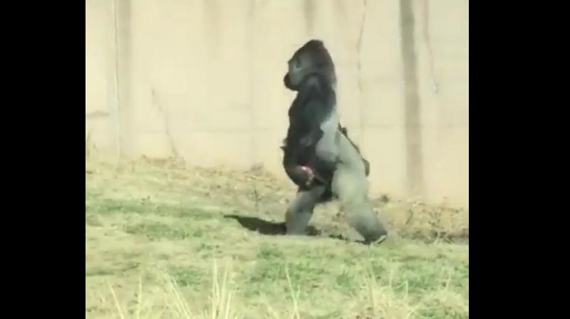 Gorilla walks upwright to avoid getting dirty hands at Philadelphia Zoo (Photo: Philadelphia Zoo screengrab)