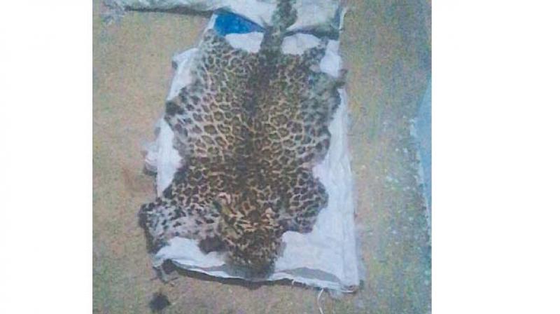 The leopard skin seized on Sunday
