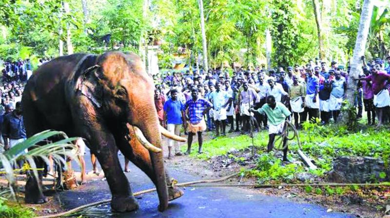 While 11 mahouts were killed by ten elephants, a woman devotee was killed at Sabarimala. File pic