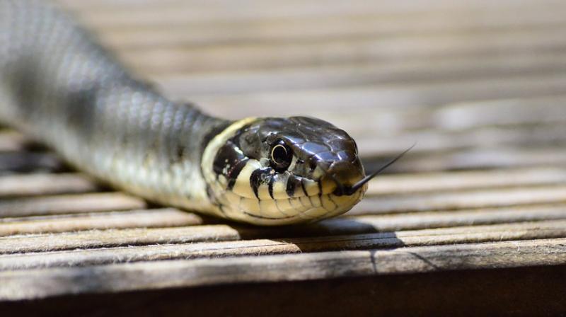 The veterinarians however are of the opinion that getting continuous snakebites may have developed antibacterial properties in her body. (Photo: Pixabay)