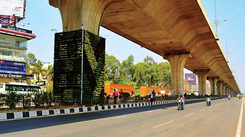 Saplings planted below the flyover at Electronics City in Bengaluru .(Photo: DC)