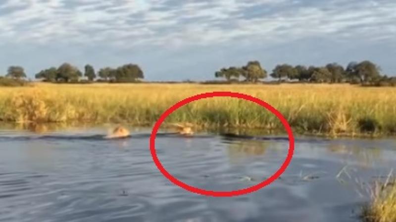 The fascinating video has over 42,000 views with people gasping while hoping that the lion is safe and has crossed without getting hurt too much. (Photo: Youtube)