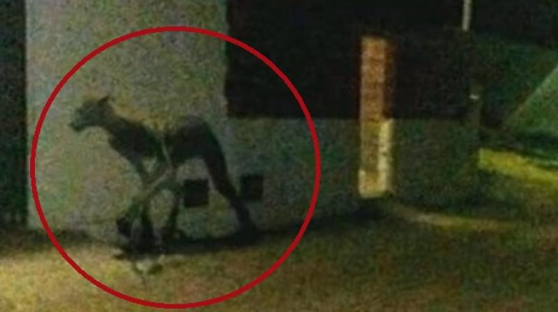 One user claimed that its a vampire like creature identified as Chupacabra which is a part of Latin folklore (Photo: YouTube)