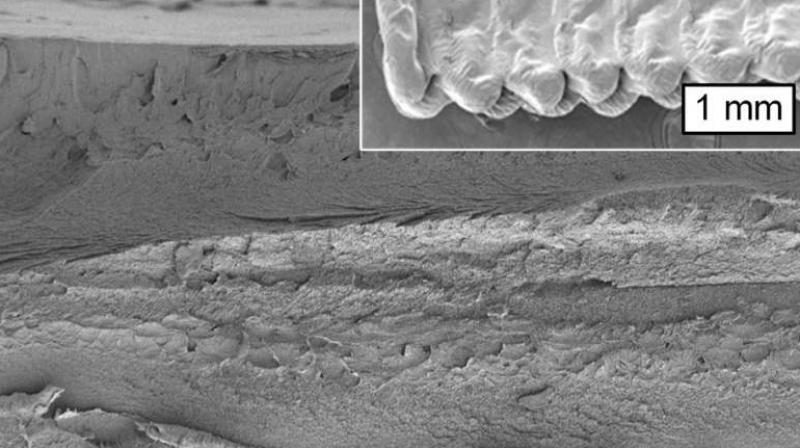 Image from a scanning electron microscope shows a cross section of an object printed using cellulose. (Photo: MIT)
