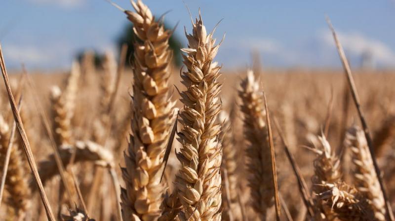 Rising carbon dioxide levels from global warming will drastically reduce the amount of protein in staple crops like rice and wheat. (Photo: Pexels)