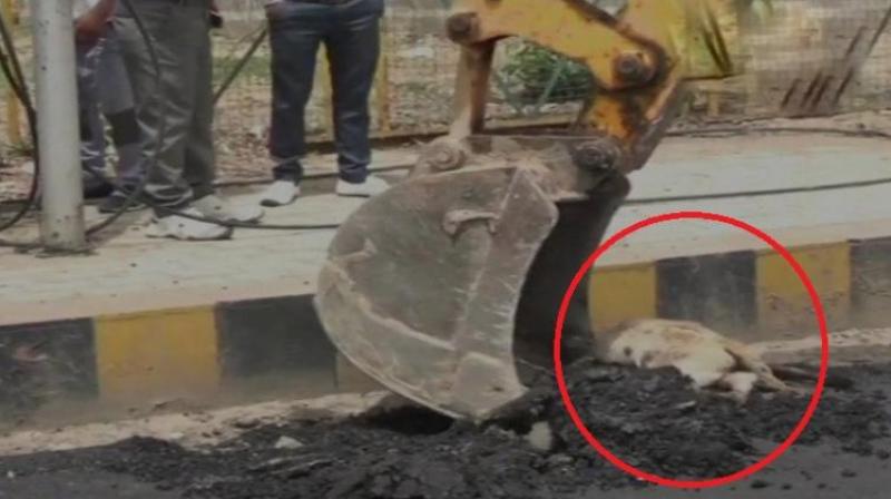 Social activists and dog lovers vented their anger on social media over the insensitivity of construction workers. (Photo: Twitter/ANI)