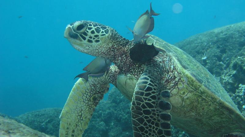 Green sea turtles are listed as threatened or endangered throughout their range. (Credit: Thierry Work, USGS)