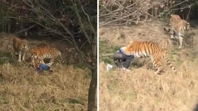 Tiger mauls man to death in front of his terrified wife, kid at Chinese wildlife park