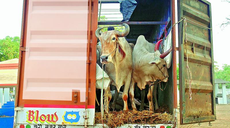 In rare cases animals are they sent to gaushalas. (Photo: DC)