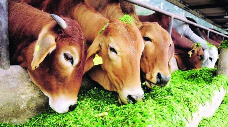 With slump in real estate sector and fewer donations, the Rajasthan government had to widen the scope of cow cess to increase its cow welfare kitty.