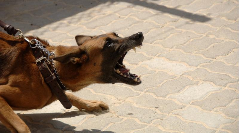 The dog retaliated by biting the man on the chest (Photo: Pixabay)