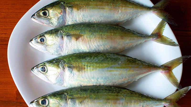 Indian Mackerel fish available in Visakhapatnam. 	(Photo: DC)