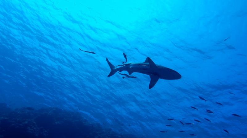 Shark stalks stranded diver 4 miles back to shore in Australia. (Photo: Pixabay)