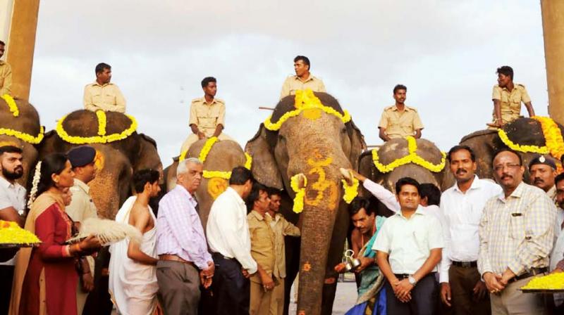 The second batch of Dasara elephants arrives at the Mysuru Palace premises on Friday. All 12 Dasara elephants will  participate in the acclimatisation exercise on the Dasara procession route from Saturday.