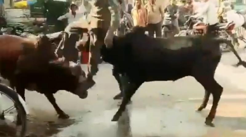 Watch: Man tries breaking fight between two bulls, heres what happens
