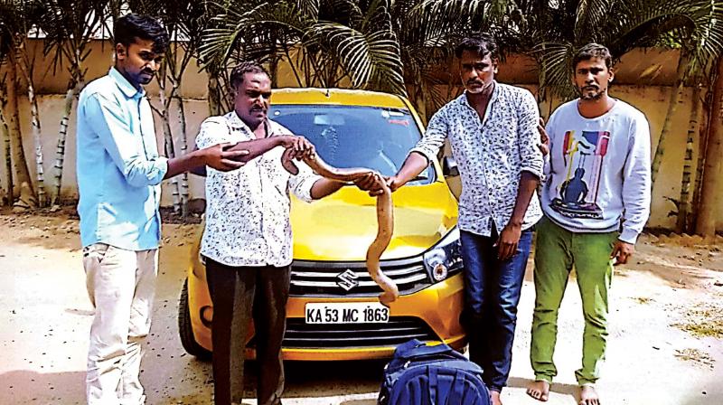 The four accused, who were arrested for trying to sell a  double-headed  snake in Chikkajala police limits on Wednesday. (Photo: DC)