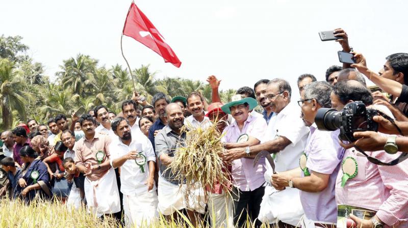 Farm minister V.S. Sunil Kumar holds paddy stalks during the inauguration of harvest festival at Avala Pandi. Actor Sreenivasan and minister A.K. Sasreendran look on. (Photo: DC)