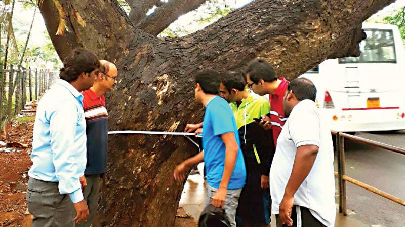 A tree is being marked by residents	(Photo:DC)