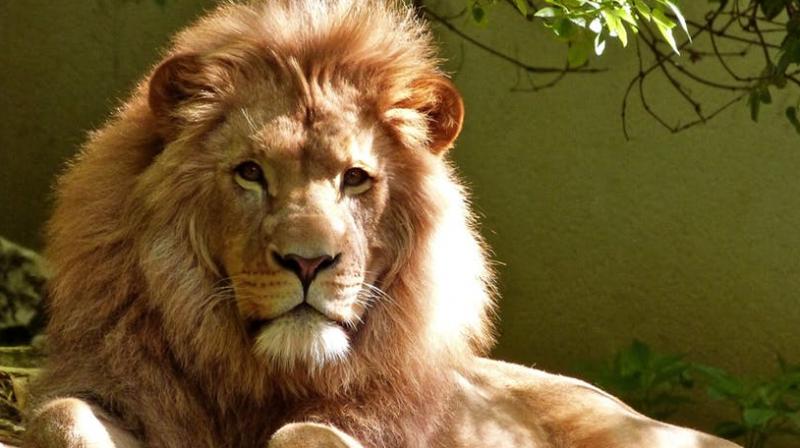 Lions among 34 endangered species selected for special protection. (Photo: Pexels)