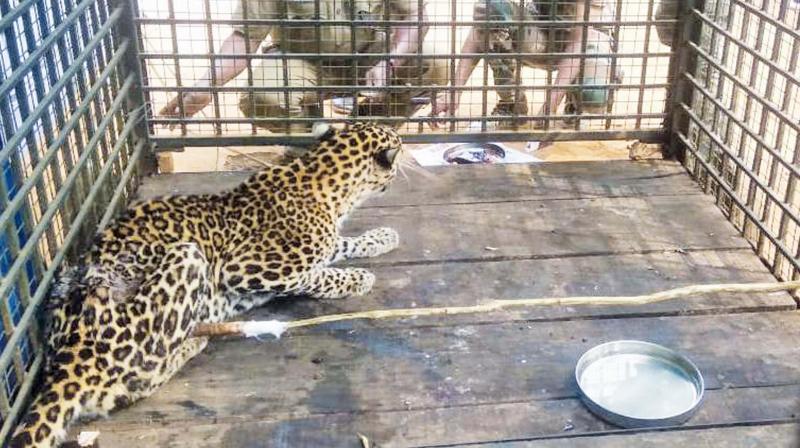 The panther which was captured from a house at Pattavayal village in the Nilgiris  border on Tuesday night, is now being treated for wounds,  in Bitherkad  area. (Image DC)