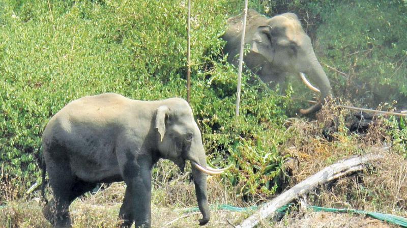 Wild jumbos that strayed into Thuneri village limits near Ooty. (Image DC)