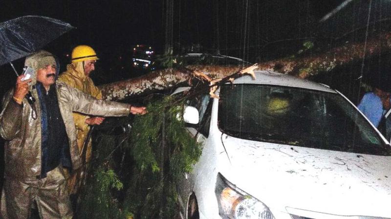 An uprooted tree at Gandhipuaram near Coonoor along Ooty-NH damages a car and injures two persons (Photo: DC)