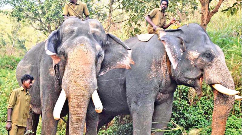 Kumki elephants Wasim and Vijay, upon their arrival at Ettimoola village near Gudalur. (Photo: DC)