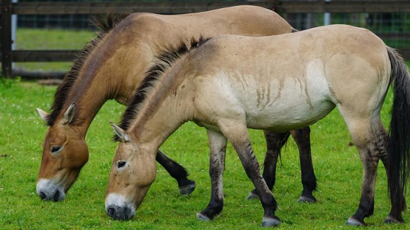Przewalskis horses are considered an endangered species by the International Union for Conservation of Nature.
