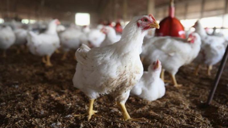 Meat-lovers in the state will have to shell out more on chicken as the price of broiler chicken touched Rs 210 a kg.