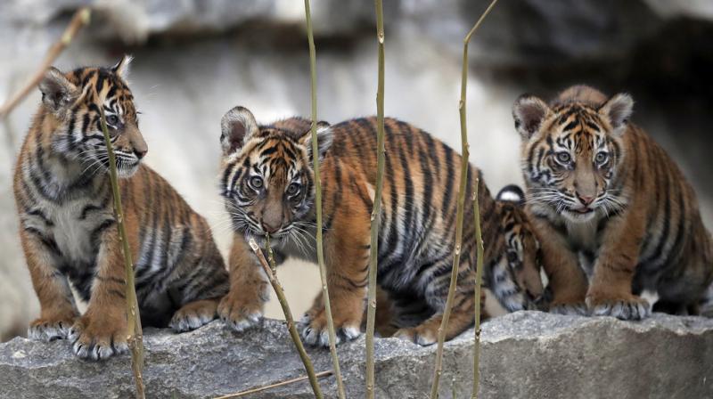 In Photos: Animals who grabbed headlines this week