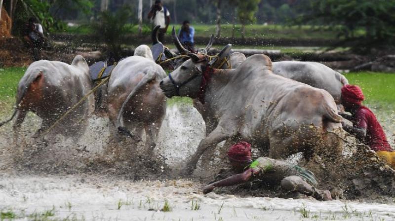 The youth vied with each other to snatch the slates tied to the horns of the bulls and some of the youth sustained minor injuries in the process.