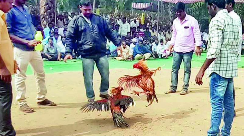 A cockfight in progress at Jangareddygudem in West Godavari on Wednesday. (Photo: Deccan Chronicle)