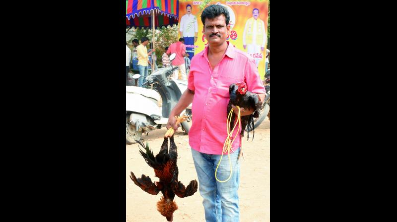 A buyer walks away with the victims of tradition, in Vijayawada on Wednesday. (Photo: Dc)