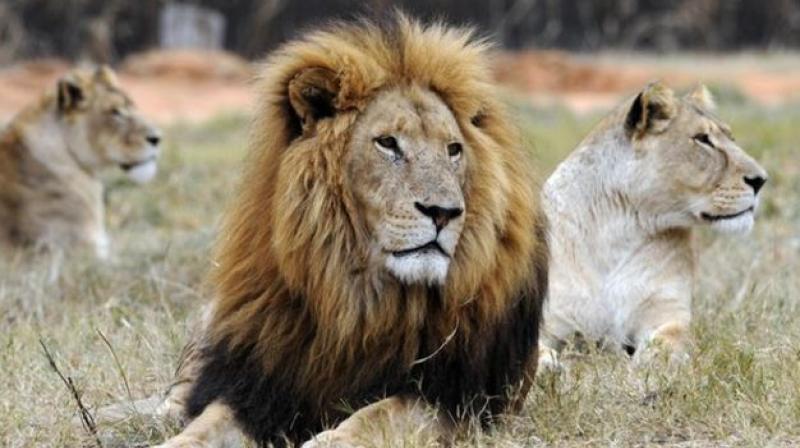 The poachers are feeding the lions with poisoned chickens, and that kills them and they start dismembering them. (Photo: AFP)