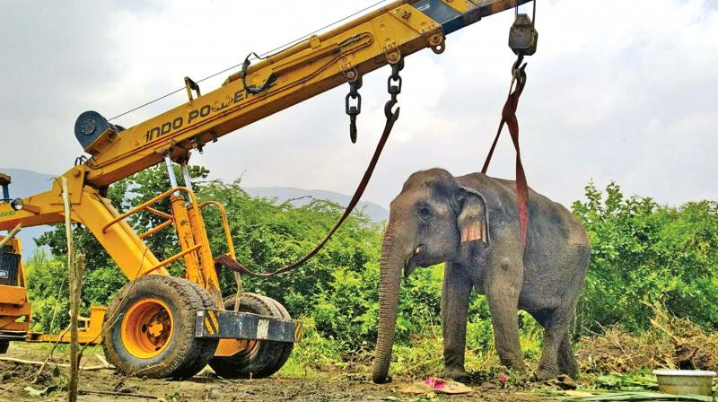 The sick elephant being lifted with the help of a crane on Monday near Naraseepuram in Kovai  forest division. (Photo: DC)