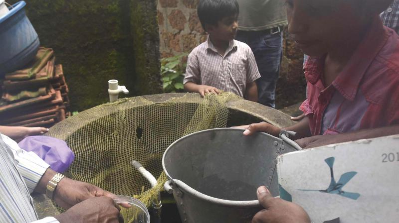 Health officials put guppy fish at a well in Vellayil beach in Kozhikode on Monday.