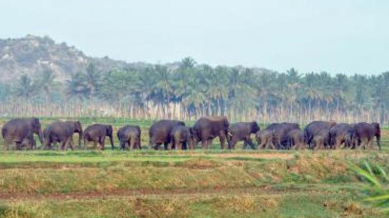 The deep jungles of the famed Nallamala forest are to be opened to tourists with the Bairluti jungle camp becoming operational in Kurnool district. (Representational image)