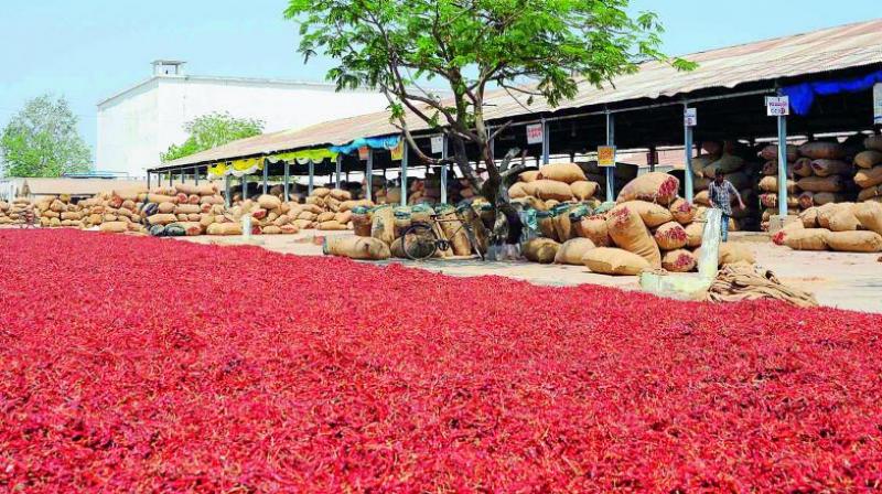 Chilli purchase resumed to help the chilli growers to sell their produce at the Chilli Yard at Guntur on Wednesday.