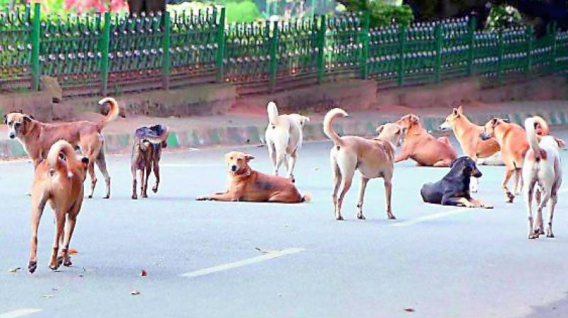 Hyderabad sees highest rabies cases this year