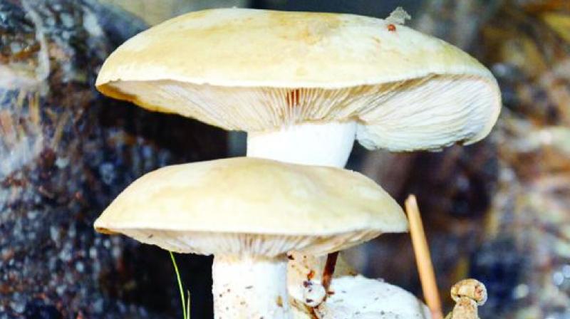 The cultivation of mushrooms is one such area in which growers can reap high profits with a small investment by making use of agricultural waste that is readily available, says a scientist from PJTSAU.