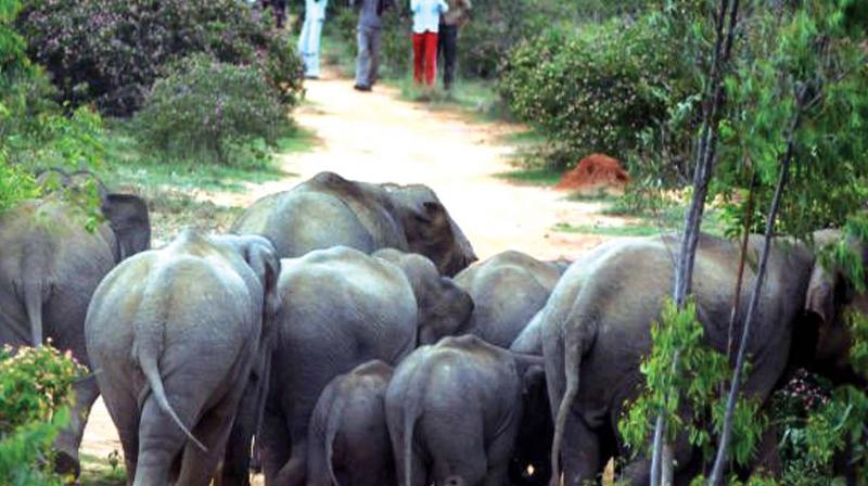 On Monday, a wild tusker strayed into the residential areas in Mampad and Vadapuram near Nilambur destroying several crops.